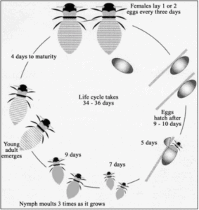 cycle
