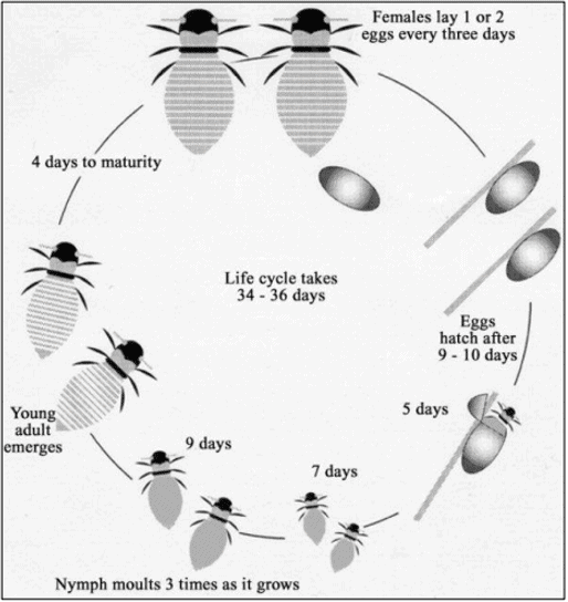 cycle
