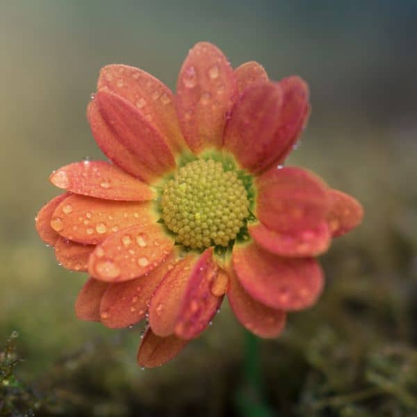 A small flower with red petals and a yellow centre - Natural English Expressions for Increased Precision