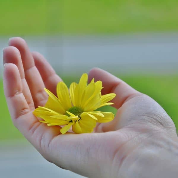 A right hand holding the head of a yellow flower - IELTS Task 2 Writing Questions For An Amazing Improvement